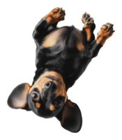 Cute dachshund puppy lying on its back playfully png