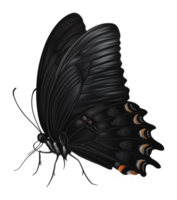 Black butterfly resting on a leaf in a garden png