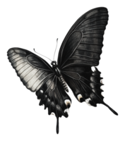 Black butterfly perched gracefully with open wings png