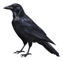 A raven perched elegantly indoors png