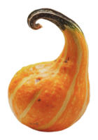 Unique orange gourd with twisted stem on display png
