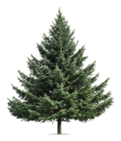 Bright setting with a green conifer tree png