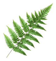 Lush green fern leaf against a plain background png
