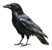 Raven perched on a branch in a forest setting png