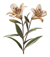 Cream lilies in bloom with green leaves png