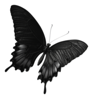 Black butterfly on a light surface png