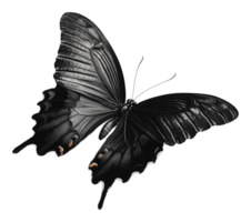 Black butterfly on a light backdrop png