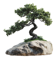 Elegant bonsai tree on a rock display in a garden png