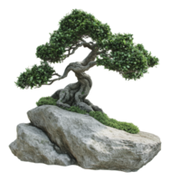 Bonsai on a natural rock display png