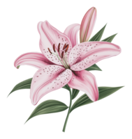 Beautiful pink lily in full bloom with leaves png