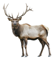 Elegant elk on white background png