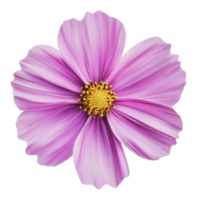 Intricate pink flower with fine petals png