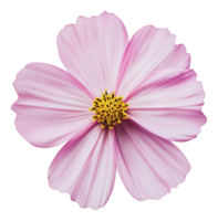 Beautiful pink flower with delicate petals png