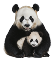 Panda mother and cub sharing a tender moment png