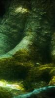 tree with moss on roots in a green forest video