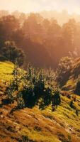 Sunset in mountain with green grass and trees video