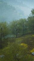small green trees on hills in fog video