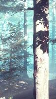 Panoramic view of the majestic forest in a morning fog video