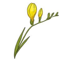Hand drawn freesia flower with leaves illustration. color drawing isolated vector