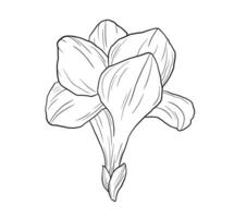 Hand drawn etching freesia flower bud in sketch style. black and white drawing vector