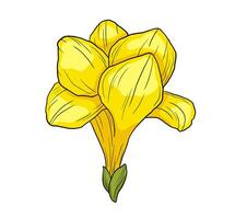 Hand drawn freesia flower illustration. color drawing isolated on white vector