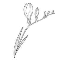 Hand drawn etching freesia flower bud in sketch style. Black and white engraved ink art. vector