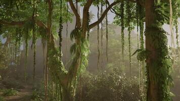 Lush Green Forest With Abundant Trees video