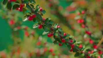 Lush branch with red berries on blurred background macro video