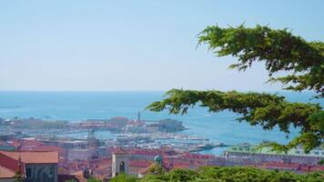 Panorama of old town opens behind lush green pine tree video