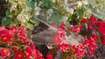 Bright red and white flowers covered with spiderweb macro video