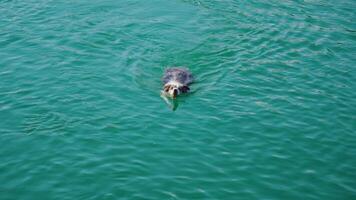 Cute dog with ball in open mouth swims fast in Bled lake video