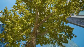 Wide crown of tree with office on background in Ljubljana video