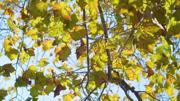 Rays of sunlight light yellow maple leaves in Burano video
