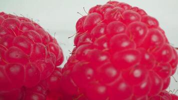 Raspberries in container against white studio wall macro video