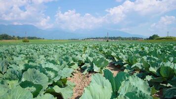 Vegetable farm field with growing cabbage against forest video