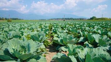 Straight rows with growing cabbage on farm vegetable field video