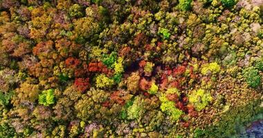 Aerial drone view of the rocky coastline cape with colorful trees and clear turquoise sea video