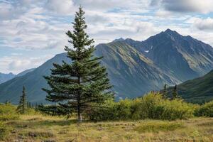 Lonely pine tree standing strong in front of majestic mountain range photo