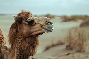Dromedary camel is posing in the desert on a cloudy day photo