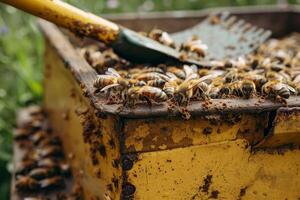 Beekeeper working with bees in beehive using scraper tool photo
