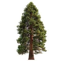 Giant redwood tree standing tall on white background photo