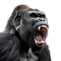 Silverback gorilla showing dominance while screaming on white background photo