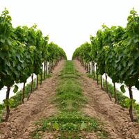 Lush green grapevines growing in rows at vineyard on a hillside photo