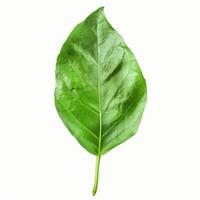 Single green leaf showing veins and stem isolated on white background photo