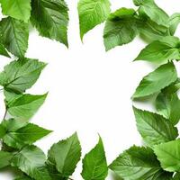 Green leaves creating frame border on white background photo