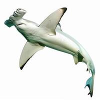 Hammerhead shark swimming upwards on white background photo