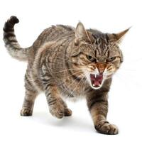 Aggressive cat showing teeth and walking forward on white background photo