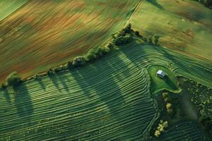 Green wavy agricultural field with small barn at sunrise, aerial view photo