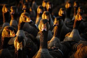 Greylag geese flock looking at camera in golden hour light photo