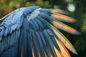 Majestic wing feathers of a large bird bathing in golden light photo